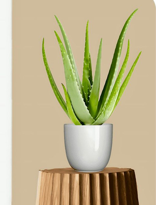 97652cc9 1296 4e73 ac74 4ab3ca38636c.jpg