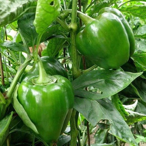 34 1capsicum vegetable seeds for.jpg