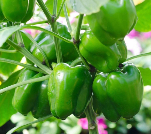 50 hycapsseeds 17 tricone origin.jpg