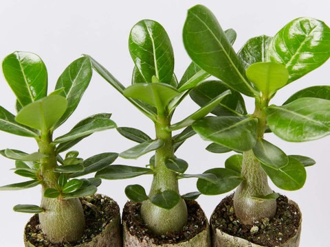 no perennial yes adenium plant s.jpg