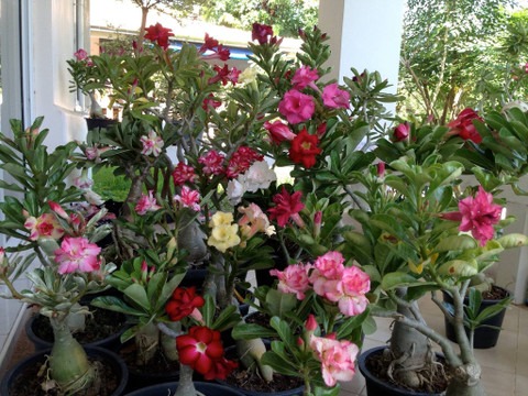 no perennial yes adenium plant 1.jpg