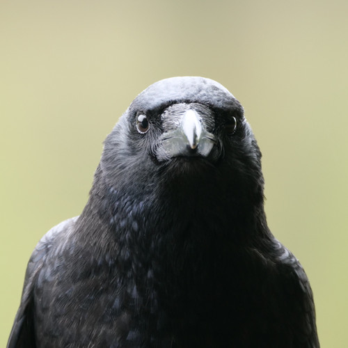 Carrion Crow.jpg