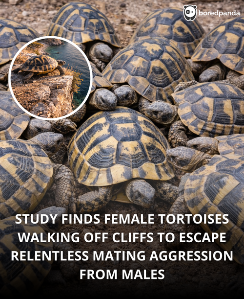 54. Female tortoises walk off cliffs to avoid sexual aggression from males.png