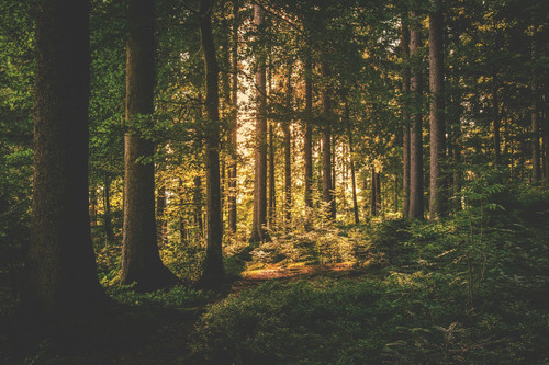 Forest-167698 (2).jpg