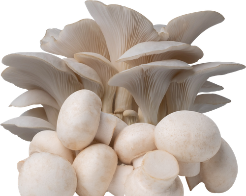 Fresh mushrooms from FUNGIFOOD
