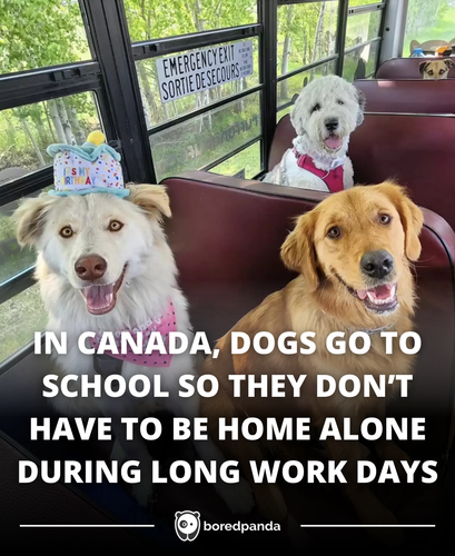 Canada dogs upd.png