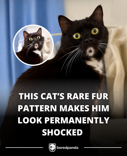 276. Always shocked cat.png