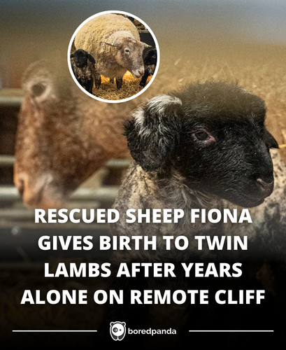 253. Worlds 'loneliest sheep' gives birth.png