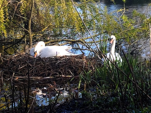 Swans and Cygnets 14