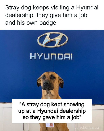 hyundai dogs.jpg