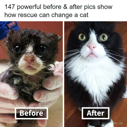 before after pets.jpg