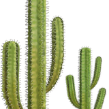 BC SexyOnWildWest EL (12).png