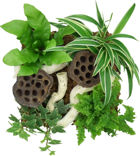 BC SexyOnWildWest EL (13).png