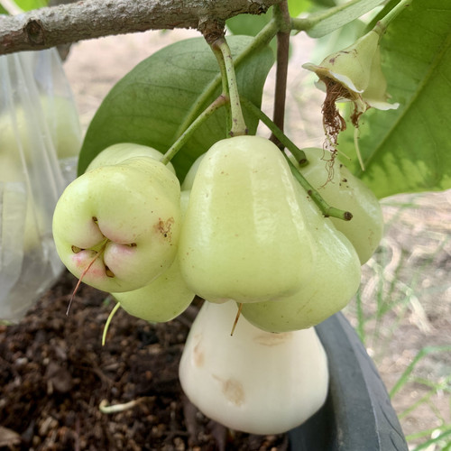 vecteezy the guava plant in the black pot is already bearing fruit 49642662.jpg