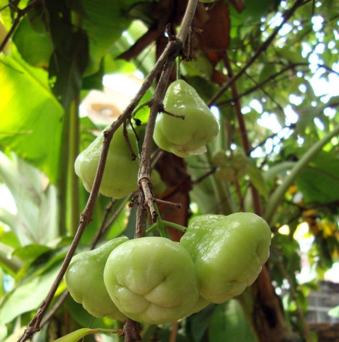 Green Rose Water Apple (Syzygium Samarangense).jpg