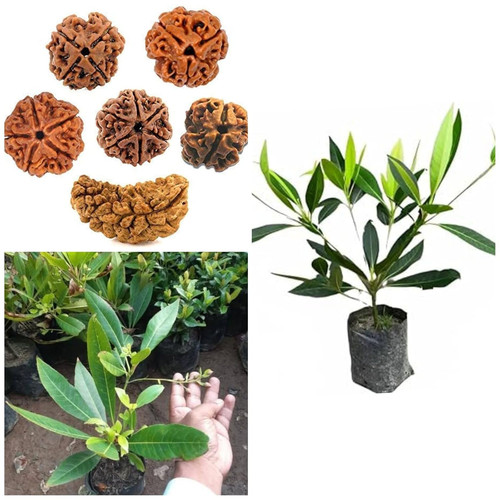 71u25+jOTXL. SL1500 .jpg