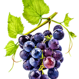 BC SomeTimeOfFall EL (23)