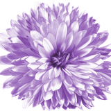 BC SomeTimeOfFall EL (26)