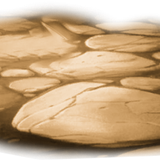 BC SomeTimeOfFall EL (7)