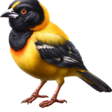 AI Kit SafariLove 075