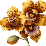 AI Kit SafariLove 202