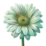 BC Special Love AI EL (94)