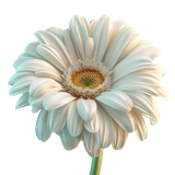 BC Special Love AI EL (98)