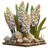 BC Special Love AI EL (100)