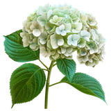 BC Special Love AI EL (66)