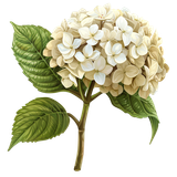 BC Special Love AI EL (65)