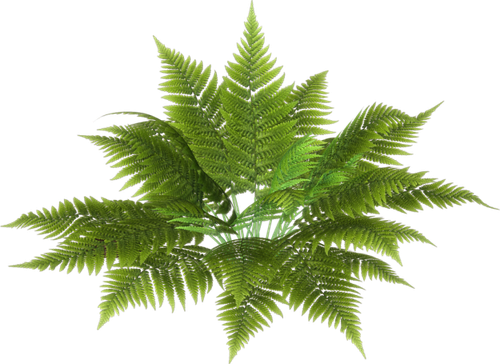 BC Special Love EL (2).png