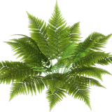 BC Special Love EL (2)