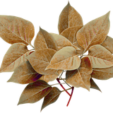 BC Special Love EL (25).png