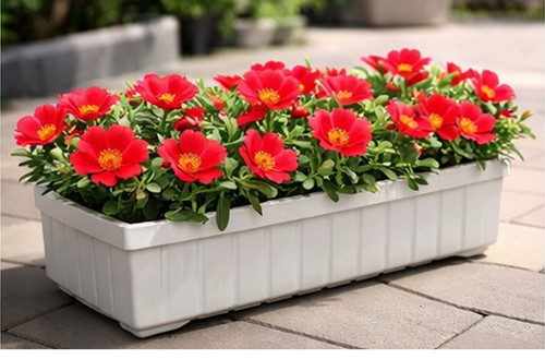 Sundance Red Portulaca 7.jpg