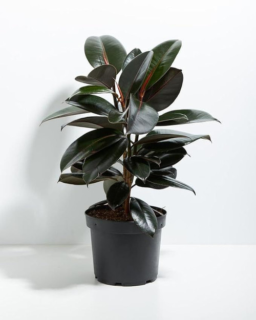 d67c2bf9 7a75 45bf 9cc3 40864b729f16.jpg