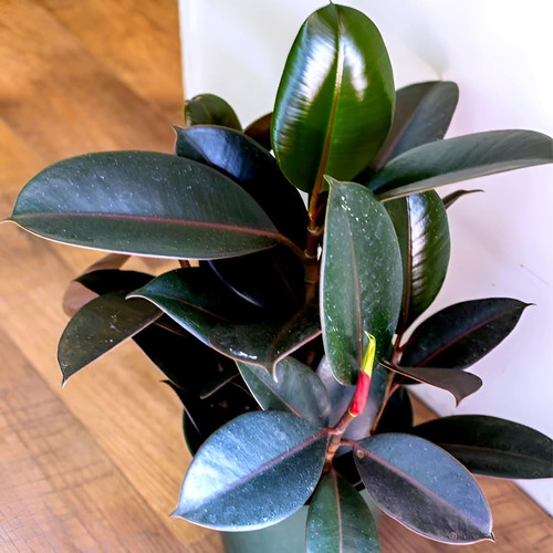 619oncZ1plL. SL1200 .jpg