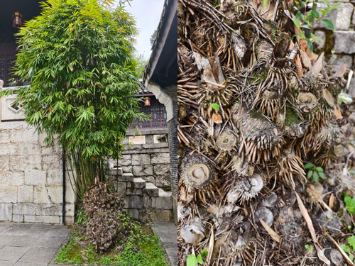 Collage 20260318 193156.jpg