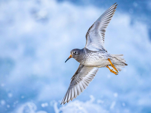 Purple Sandpiper by Maceo Susi 630247504 4 3.jpg
