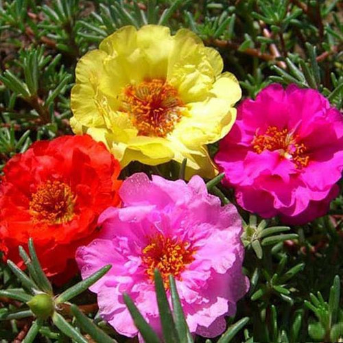 nurserylive seeds portulaca double mixed.jpg