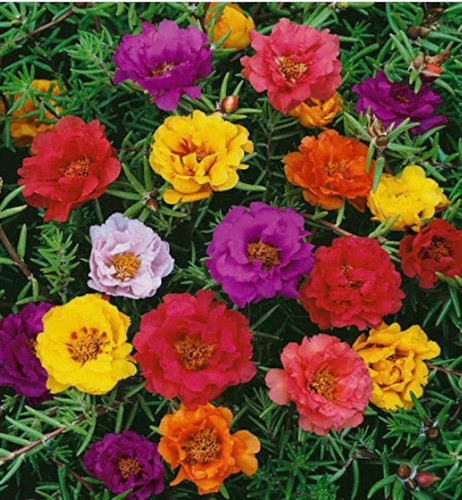 il 570x N 4712599817 405d.jpg