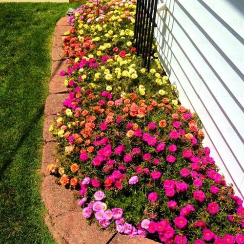 Carpet Mix Moss Rose b.jpg