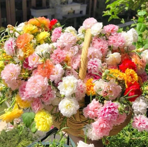 Carpet Mix Moss Rose d.jpg