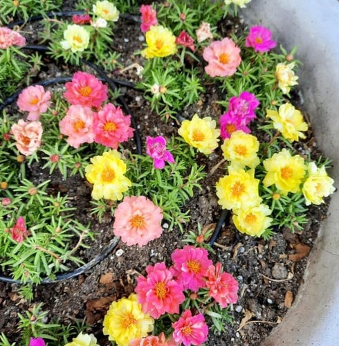 Carpet Mix Moss Rose c.jpg