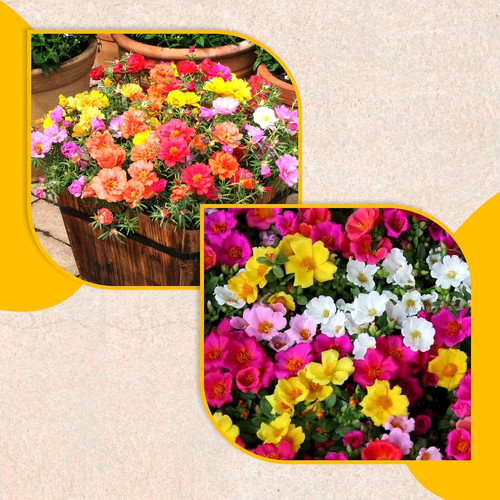 Carpet Mix Moss Rose f.jpg