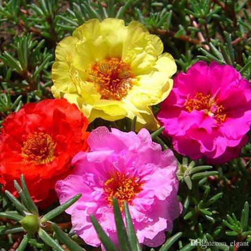 nurserylive seeds portulaca double mixed color desi flower seeds 16969221931148 600x600.jpg