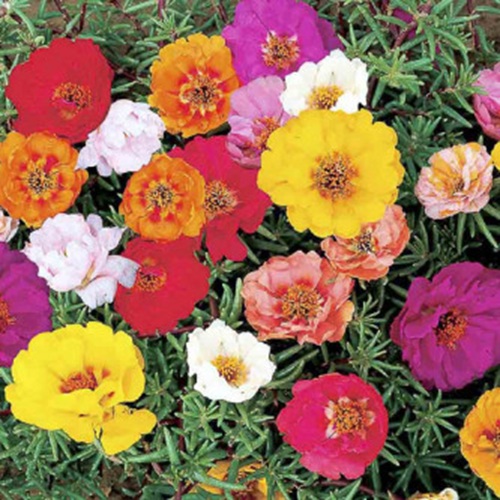 portulaca grandiflora.jpg