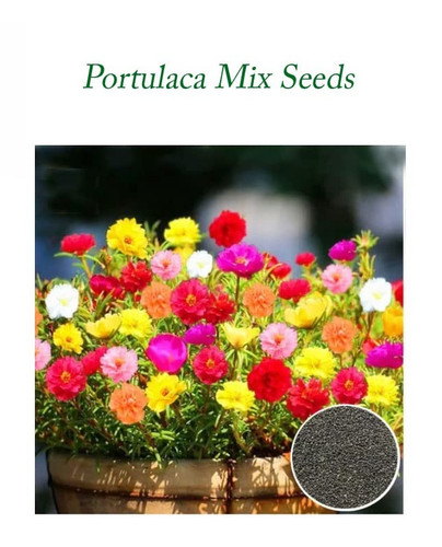 Carpet Mix Moss Rose.jpg