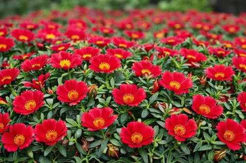 Deep Red Moss Rose02.jpg