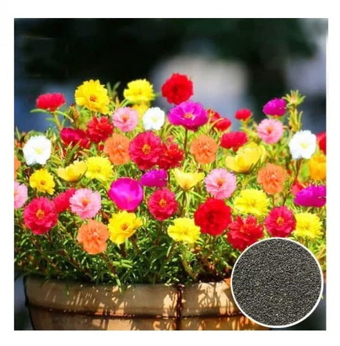 Carpet Mix Moss Rose a.jpg