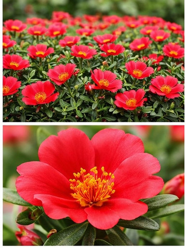 Sundance Red Portulaca 14.jpg